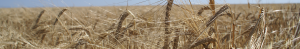 Grain alcohol in bulk