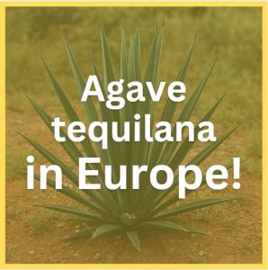 Agave Tequilana